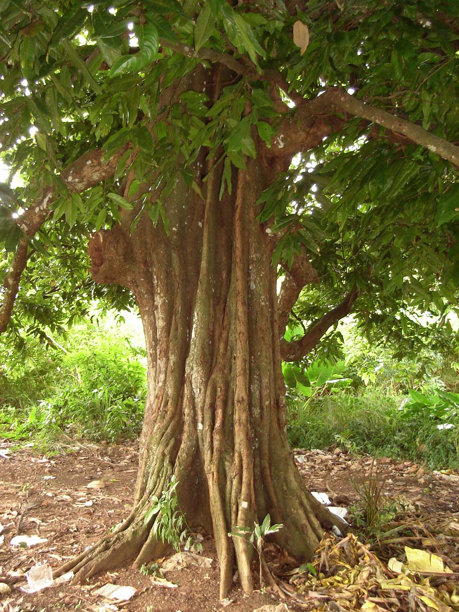 Pohon Gayam (Inocarpus Fagifer)